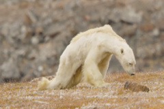 National Geographic’in paylaştığı görüntüler can acıttı!