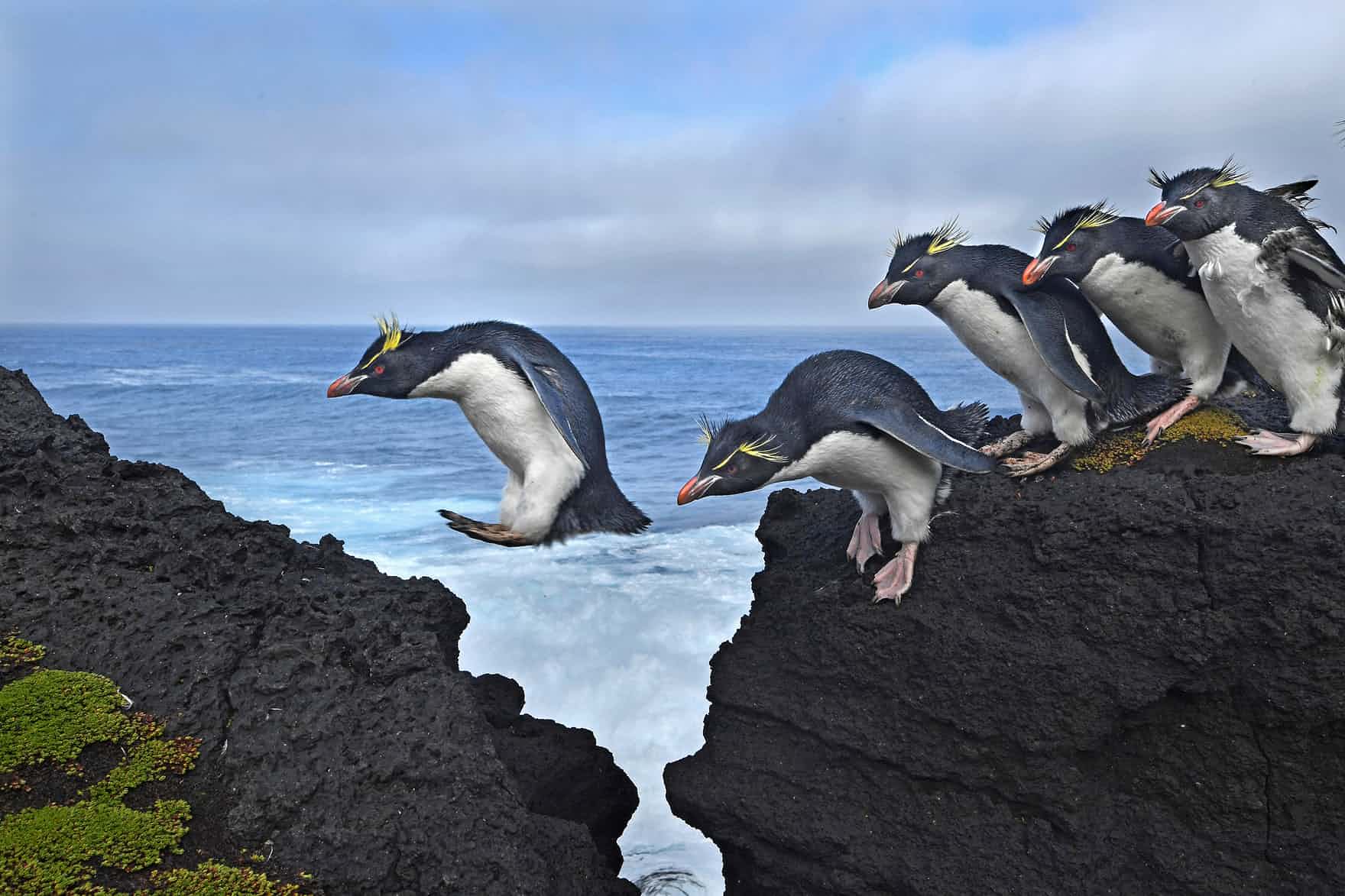 “Kayalardan karşıya atlayan penguenler”