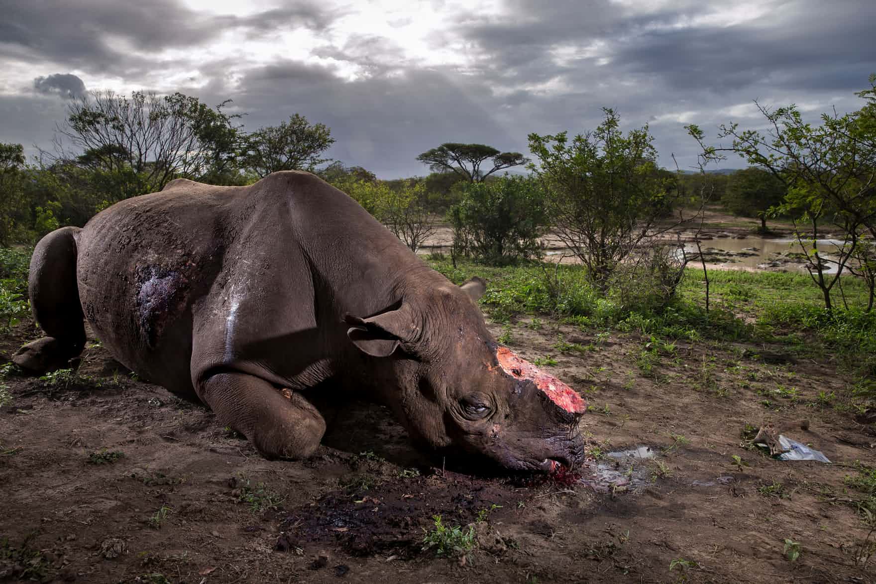 Brent Stirton tarafından çekilen “Memorial to Species” isimli fotoğraf 